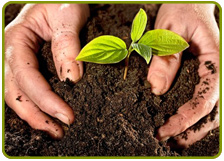 Fertilizantes y Sustratos Fertilizantes y Sustratos