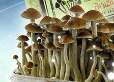 Cultivos de Setas Cultivos de Setas