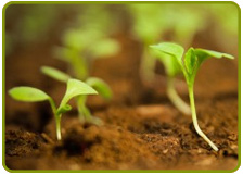 Productos de Cultivo Productos de Cultivo
