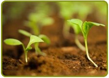 Productos de Cultivo Productos de Cultivo
