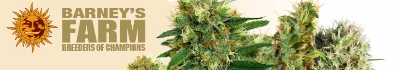 barney´s farm semillas