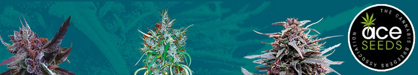ace seeds semillas