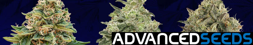 semillas marihuana advanced seeds