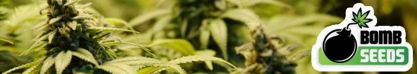 semillas maria bomb seeds