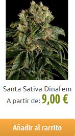 cannabis-sativa-barata