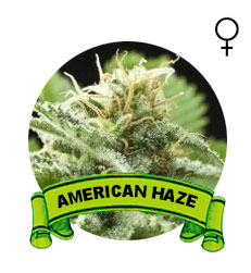 comprar-semillas-american-haze