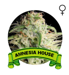 semillas-marihuana-amnesia