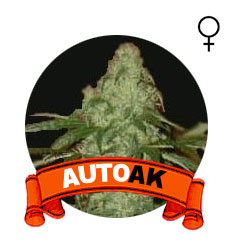 comprar-auto-ak-marihuana