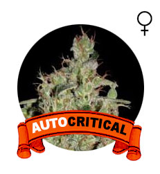 comprar-semillas-critical-auto