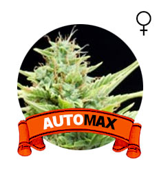 auto-skunk-marihuana