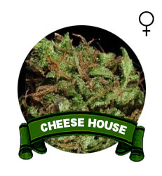 comprar-semillas-marihuana-cheese