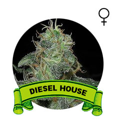 comprar-semillas-marijuana-diesel