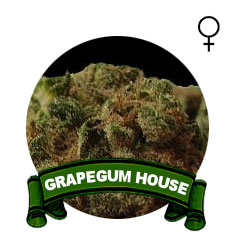 comprar-semillas-grapegum