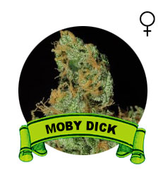 comprar-semillas-moby-dick