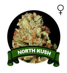 comprar-semillas-marihuana-north-kush