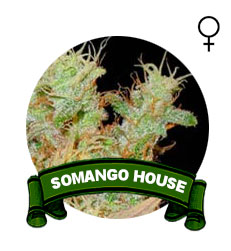 comprar-semillas-somango