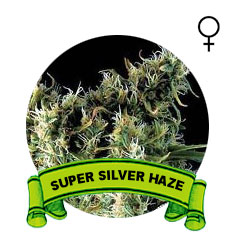 comprar-super-silver-haze
