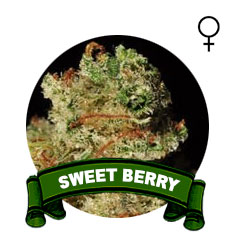 comprar-sweet-seeds