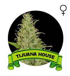 comprar-semillas-marijuana-tijuana