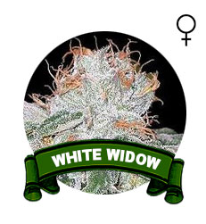 comprar-semillas-white-widow