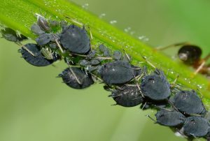 insecticida natural contra plagas plantas marihuana