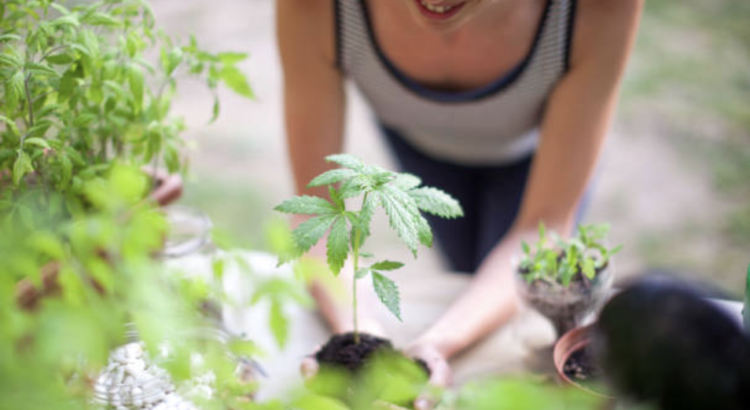 Ventajas de cultivar marihuana al aire libre