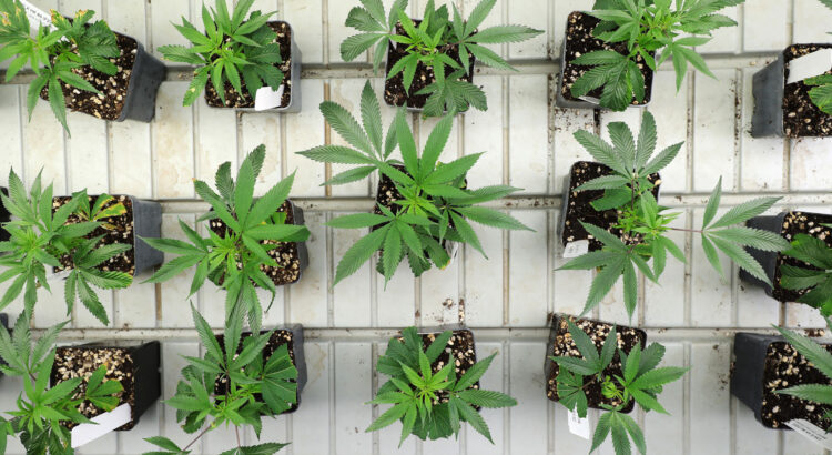 Macetas para cultivar cannabis