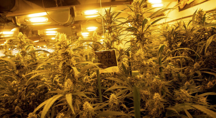 Montar un cultivo de marihuana en interiores