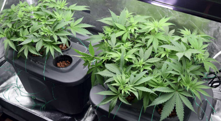 Cultivo hidropónico de marihuana
