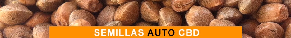 Semillas Auto CBD
