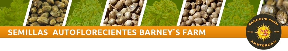 Barney´s Farm Auto