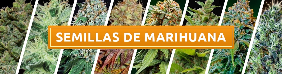 Semillas de marihuana