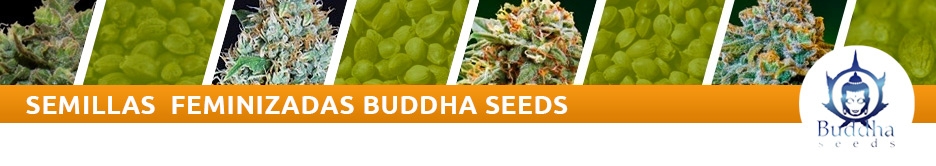 Buddha Seeds