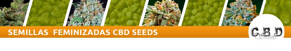 CBD Seeds