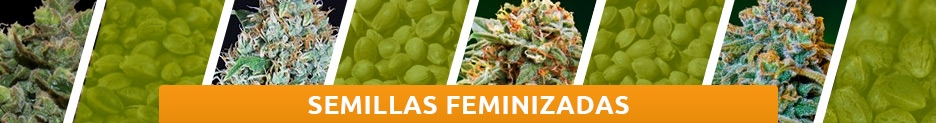 Semillas Feminizadas