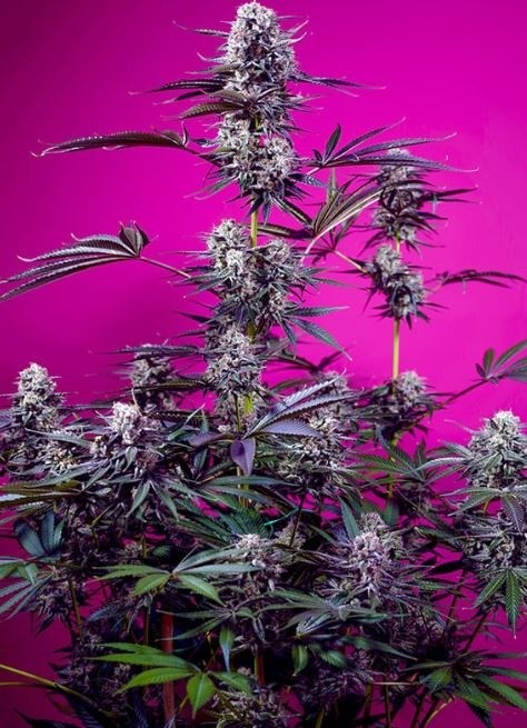 Studio 54 Stardust Auto - Sweet Seeds
