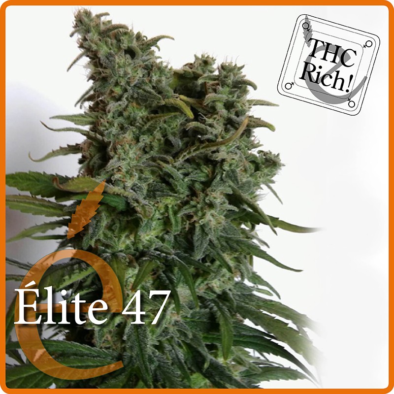 Elite 47 – Elite Seeds