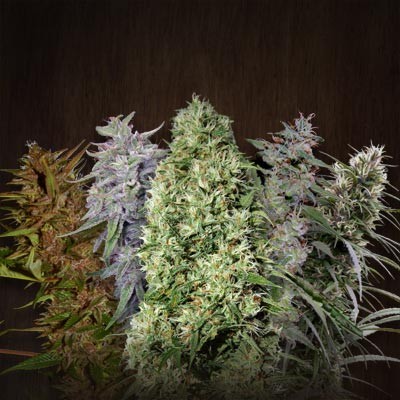 Ace Mix Femenina – Ace Seeds