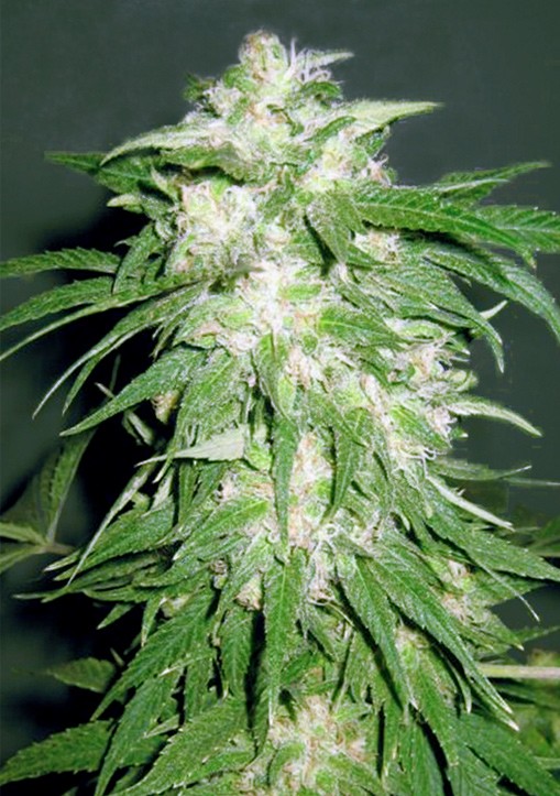 Ice Kush - Advanced Seeds