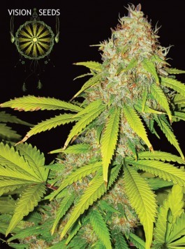 AK49 Auto – Vision Seeds