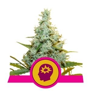 semillas amnesia mac ganja de royal queen seeds