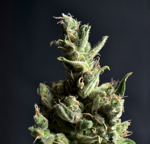 Amnesia CBD Seeds