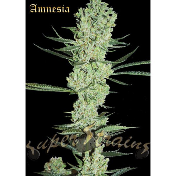 Amnesia – Super Strains