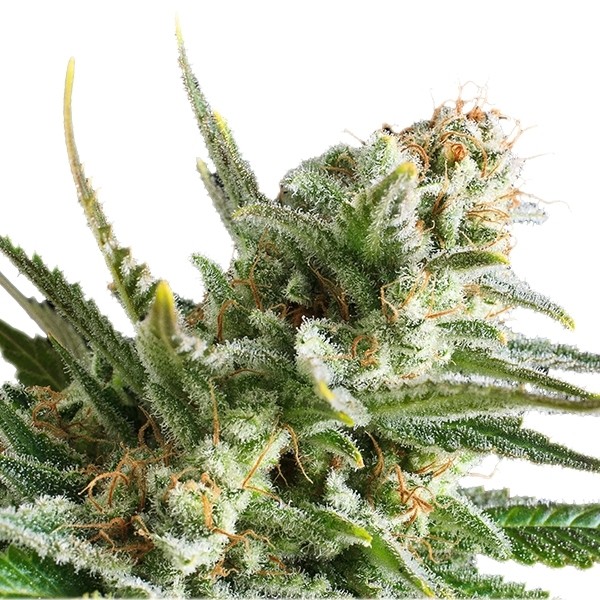 Amnesia Haze – Royal Queen