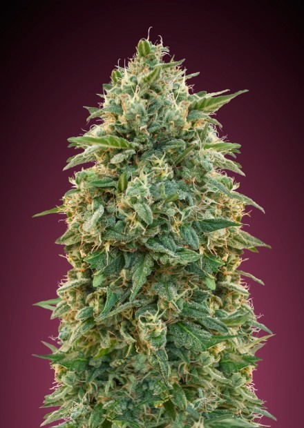 Amnesia - Advanced Seeds