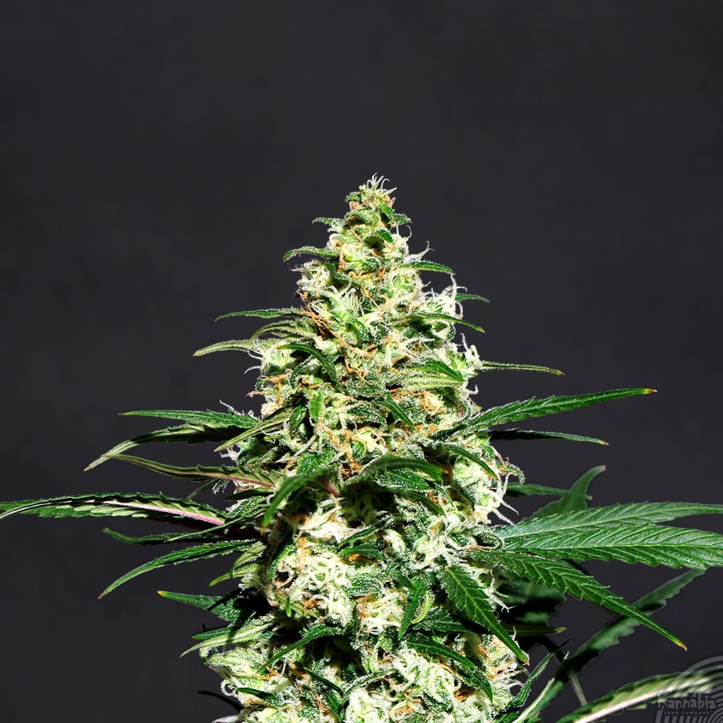 Amnesia-K – Kannabia Seeds