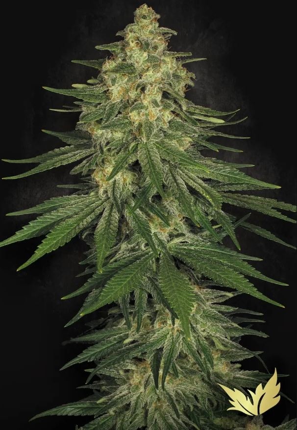 Allkush - Paradise Seeds