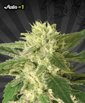 Auto #1 – Auto Seeds