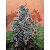 Auto Blue Amnesia – Ministry Seeds