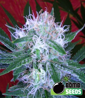 Atomic Bomb – Bomb Seeds